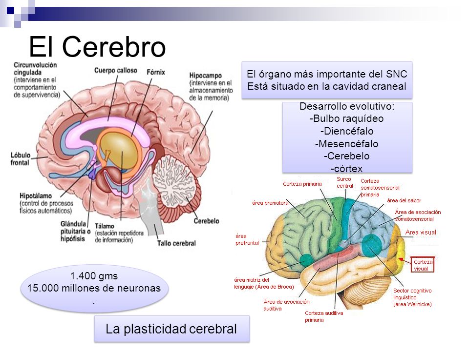 El Cerebro La plasticidad cerebral El órgano más importante del SNC
