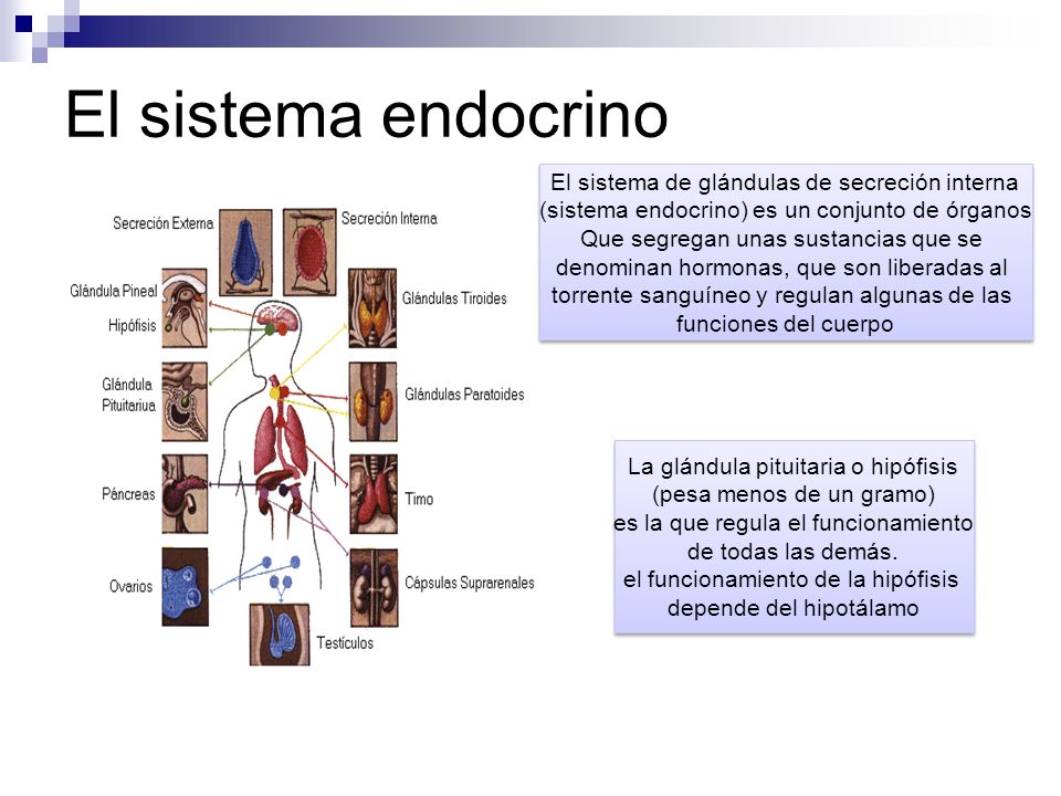El sistema endocrino El sistema de glándulas de secreción interna
