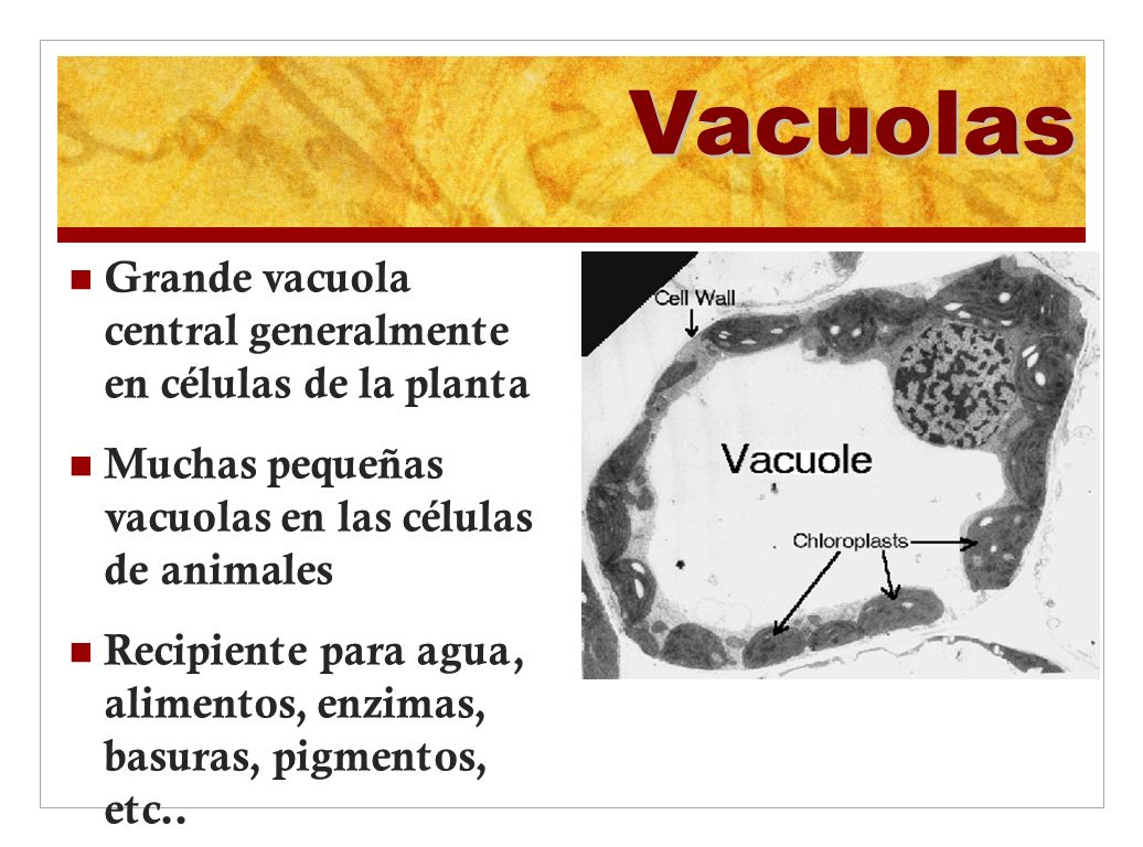 Vacuolas Grande vacuola central generalmente en células de la planta