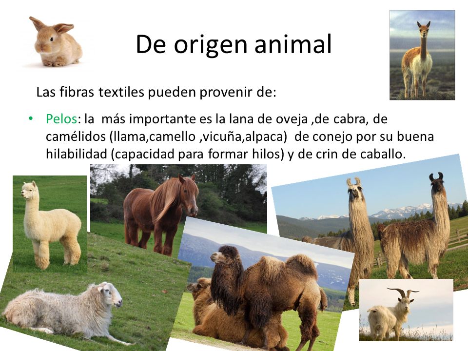 De origen animal Las fibras textiles pueden provenir de: