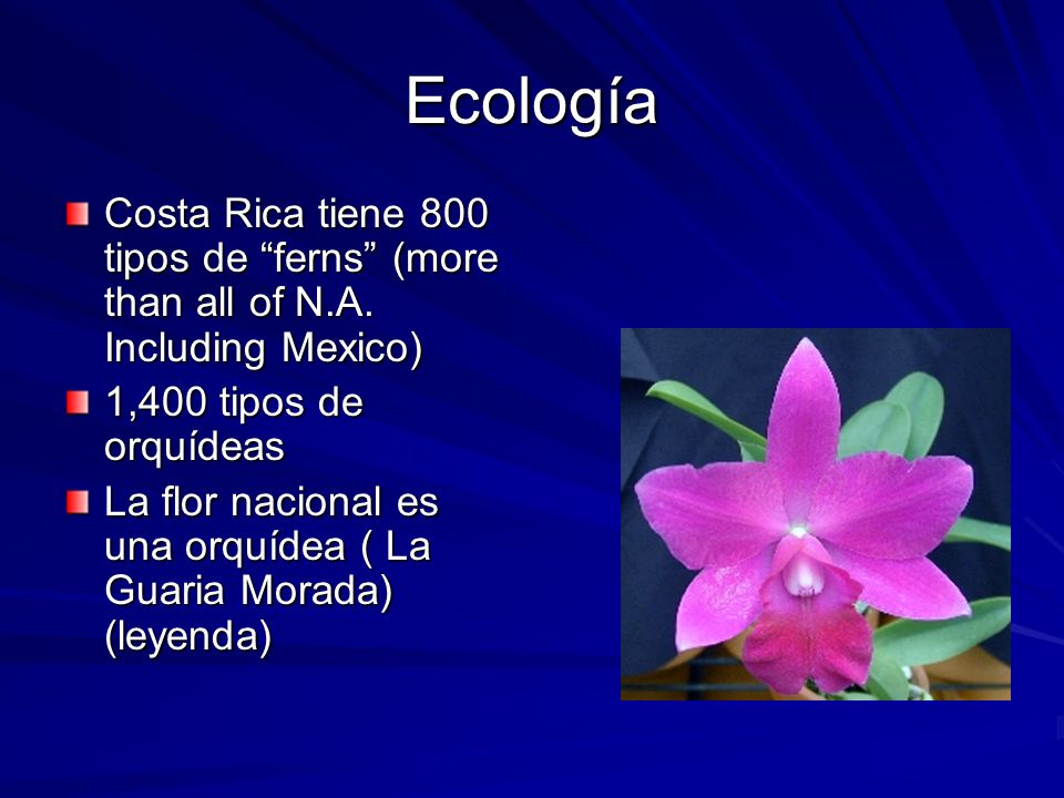 Ecología Costa Rica tiene 800 tipos de ferns (more than all of N.A. Including Mexico) 1,400 tipos de orquídeas.