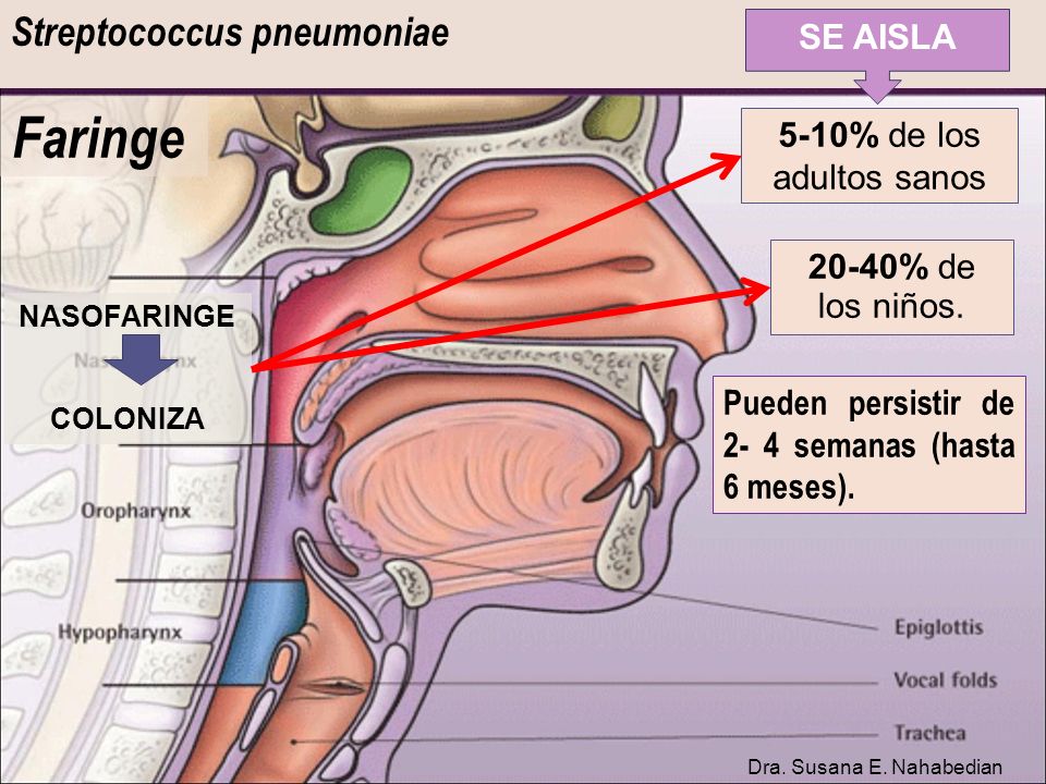 Faringe Streptococcus pneumoniae SE AISLA 5-10% de los adultos sanos