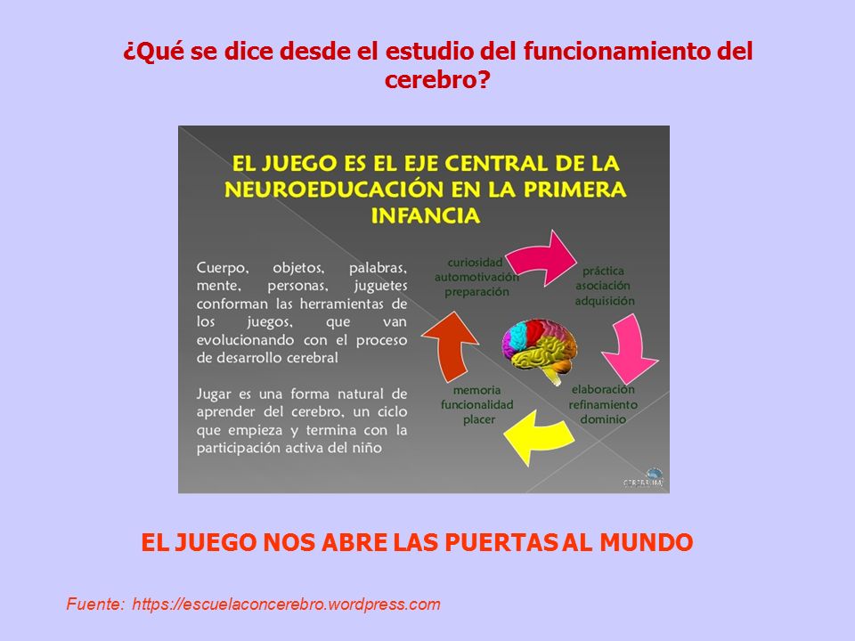 ¿Qué se dice desde el estudio del funcionamiento del cerebro