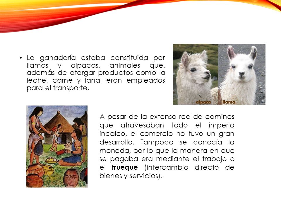 La ganadería estaba constituida por llamas y alpacas, animales que, además de otorgar productos como la leche, carne y lana, eran empleados para el transporte.