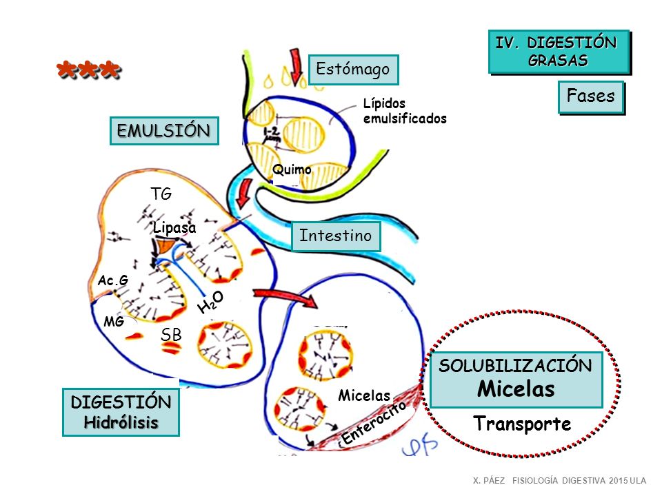** *** Micelas Fases Transporte Estómago EMULSIÓN TG Intestino SB
