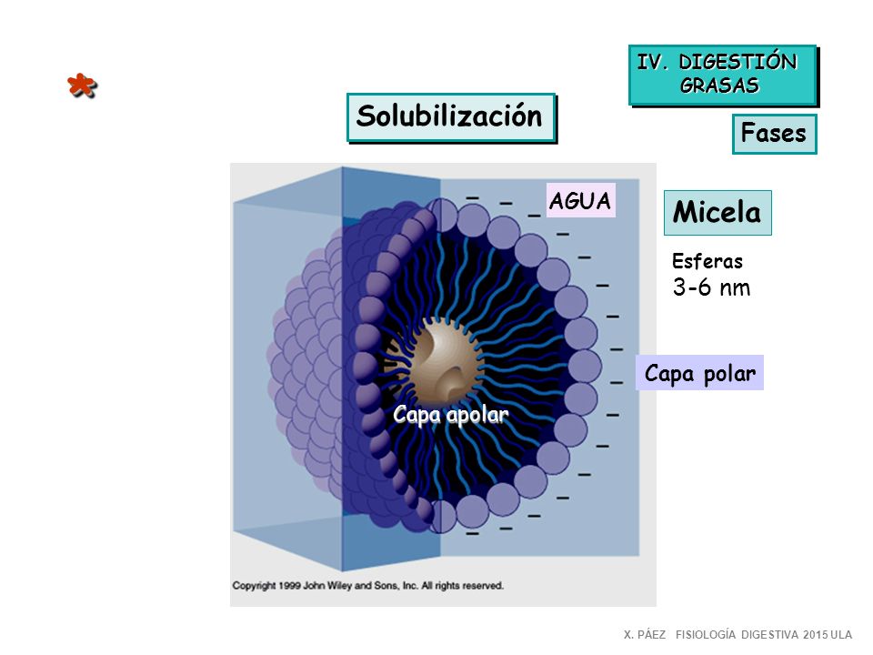 * Solubilización Micela Fases 3-6 nm AGUA Capa polar Capa apolar