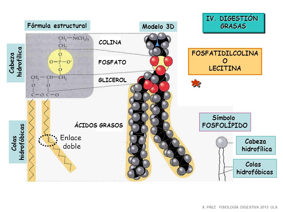 * Enlace doble IV. DIGESTIÓN GRASAS Fórmula estructural Modelo 3D