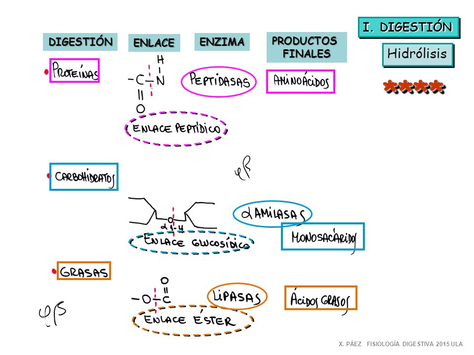 **** Hidrólisis I. DIGESTIÓN DIGESTIÓN ENLACE ENZIMA PRODUCTOS FINALES