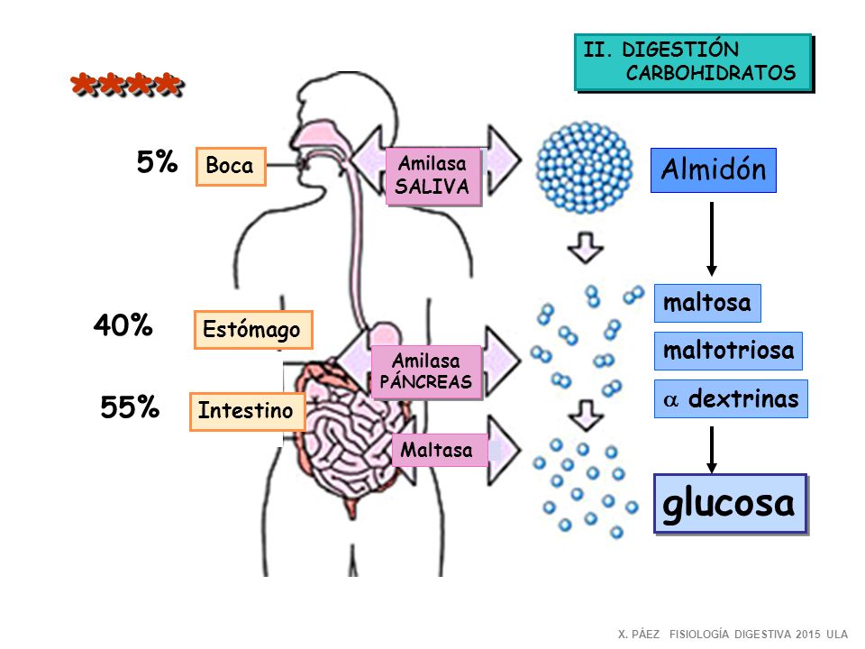 **** glucosa 5% Almidón 40% 55% maltosa maltotriosa a dextrinas Boca