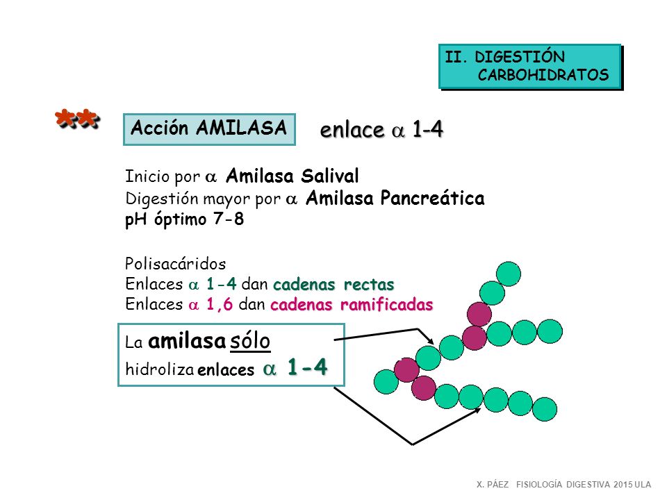 ** enlace a 1-4 Acción AMILASA Inicio por a Amilasa Salival