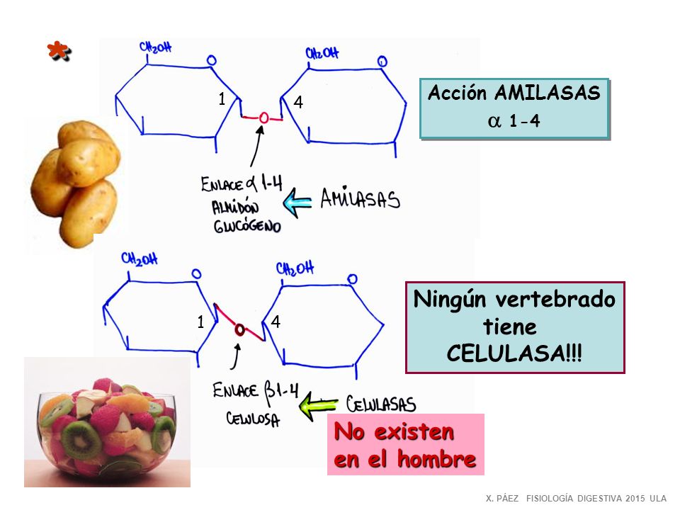 * a 1-4 Ningún vertebrado tiene CELULASA!!! No existen en el hombre