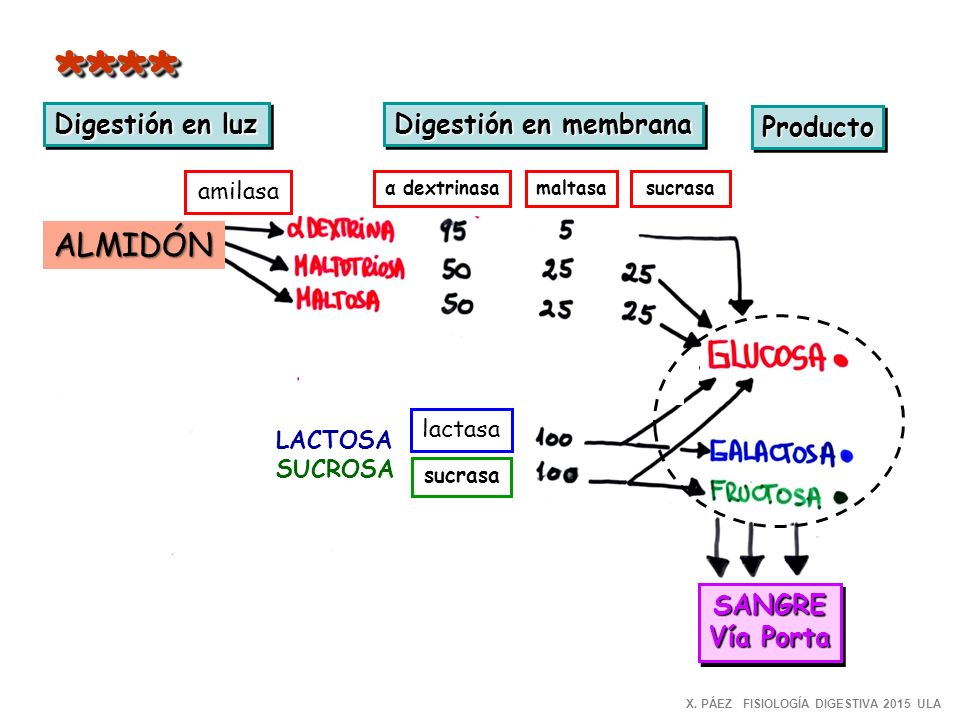 **** ALMIDÓN Digestión en luz Digestión en membrana Producto SANGRE