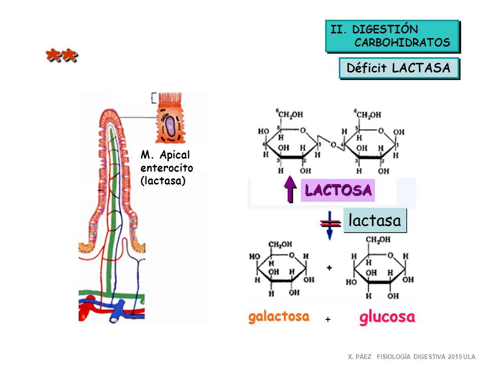 ** lactasa glucosa LACTOSA galactosa Déficit LACTASA + II. DIGESTIÓN