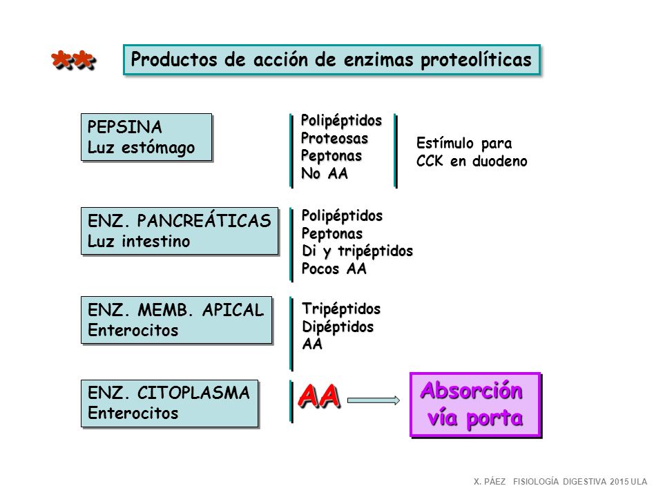 Productos de acción de enzimas proteolíticas
