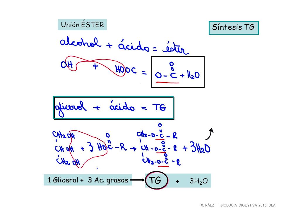 TG + 3H2O Síntesis TG Unión ÉSTER 1 Glicerol + 3 Ac. grasos