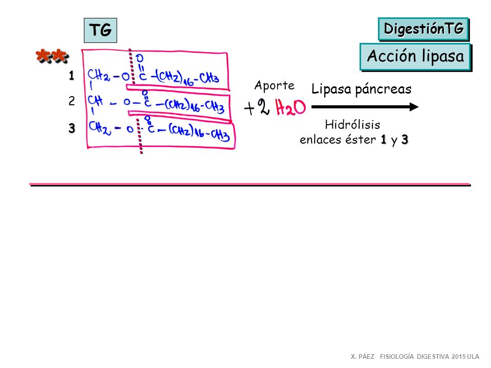 ** TG Acción lipasa DigestiónTG Lipasa páncreas 1 Aporte 2 Hidrólisis