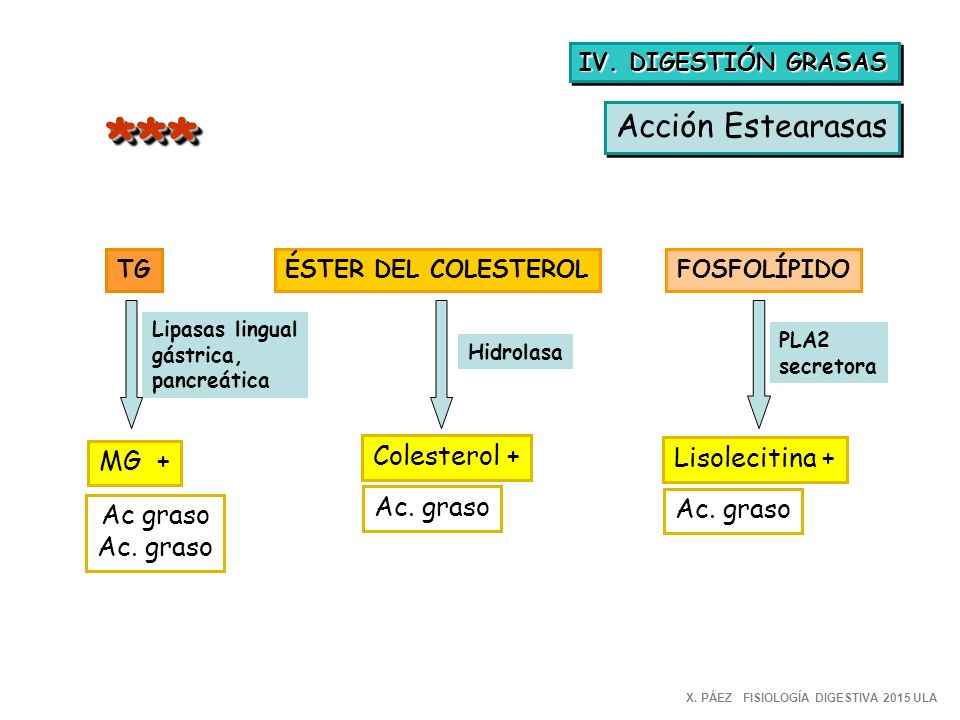 *** Acción Estearasas Colesterol + Lisolecitina + MG + Ac. graso