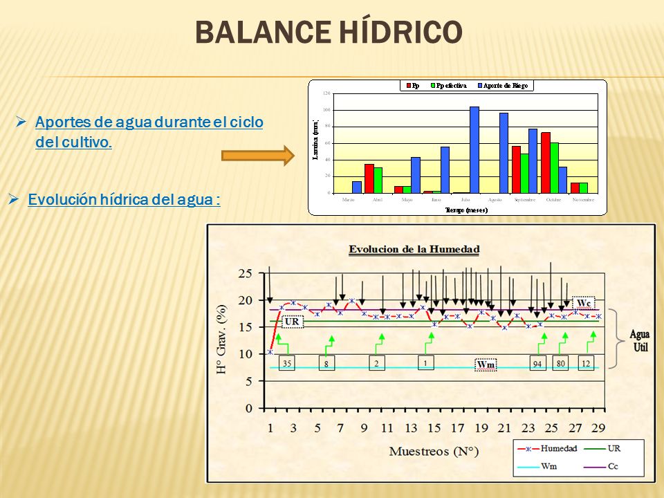Balance hídrico Aportes de agua durante el ciclo del cultivo.