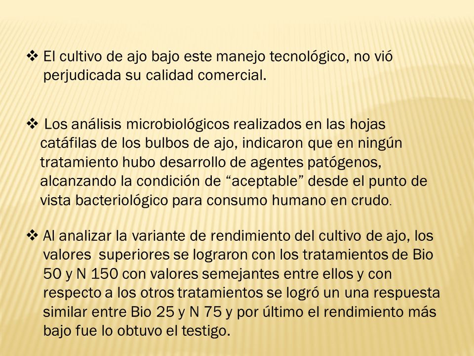 El cultivo de ajo bajo este manejo tecnológico, no vió perjudicada su calidad comercial.