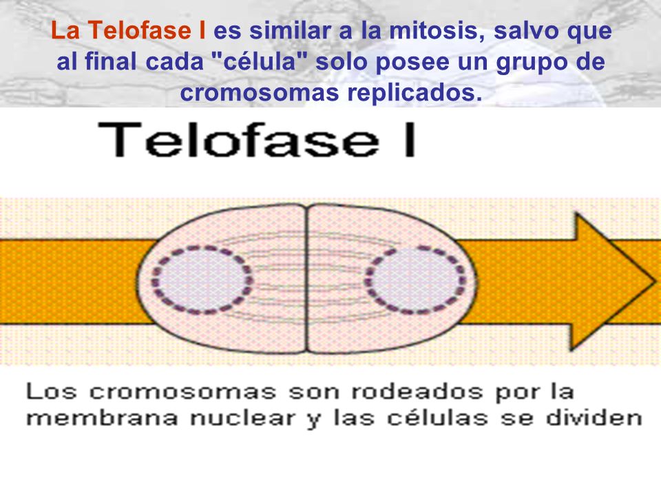 La Telofase I es similar a la mitosis, salvo que al final cada célula solo posee un grupo de cromosomas replicados.