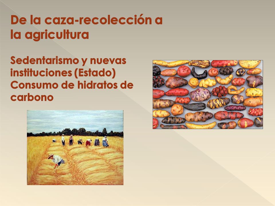 De la caza-recolección a la agricultura Sedentarismo y nuevas instituciones (Estado) Consumo de hidratos de carbono