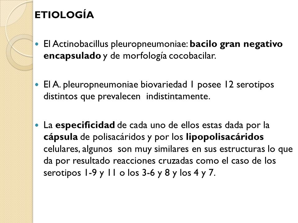Etiología El Actinobacillus pleuropneumoniae: bacilo gran negativo encapsulado y de morfología cocobacilar.