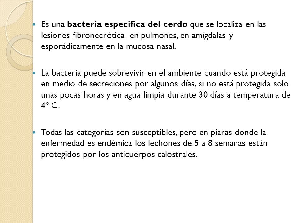 Es una bacteria especifica del cerdo que se localiza en las lesiones fibronecrótica en pulmones, en amígdalas y esporádicamente en la mucosa nasal.