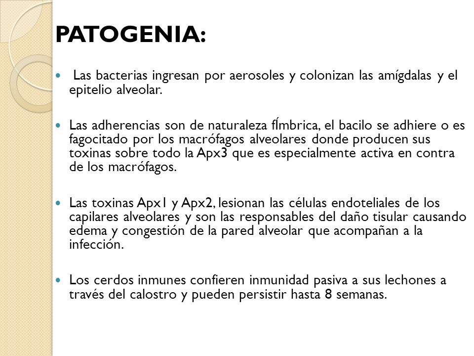 Patogenia: Las bacterias ingresan por aerosoles y colonizan las amígdalas y el epitelio alveolar.