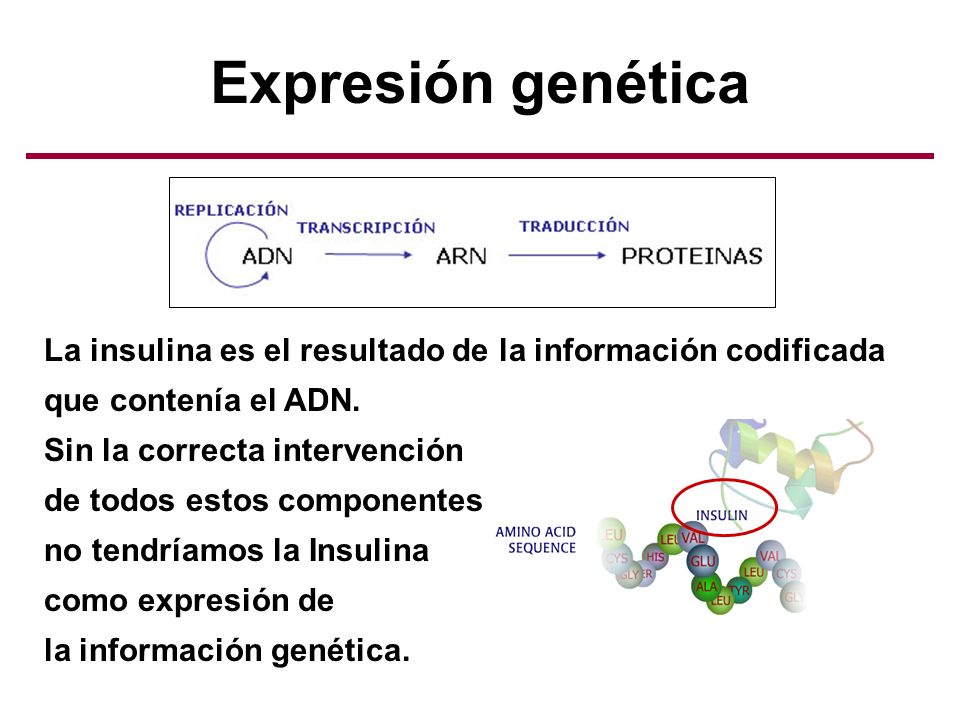 Expresión genética La insulina es el resultado de la información codificada que contenía el ADN. Sin la correcta intervención.