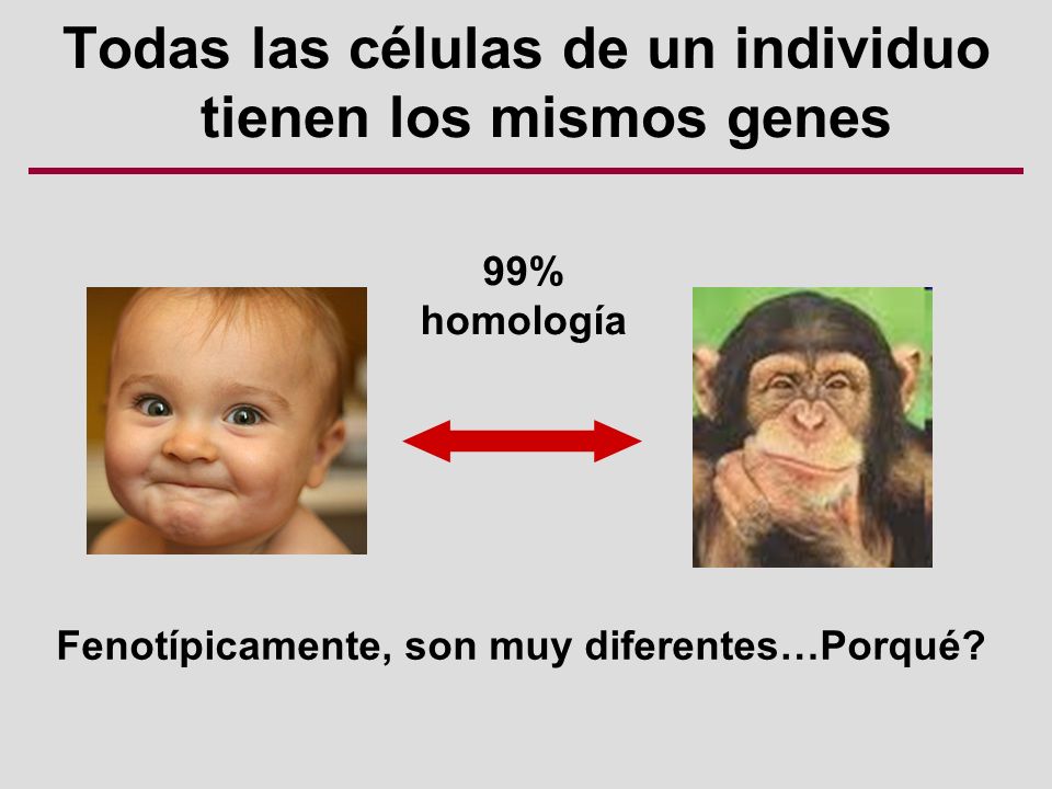 Todas las células de un individuo tienen los mismos genes