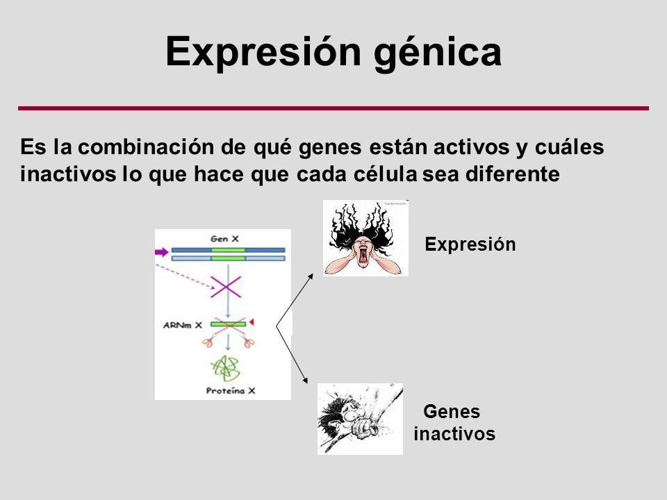Expresión génica Es la combinación de qué genes están activos y cuáles inactivos lo que hace que cada célula sea diferente.