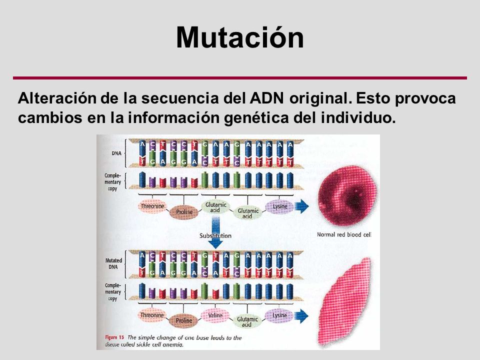Mutación Alteración de la secuencia del ADN original. Esto provoca