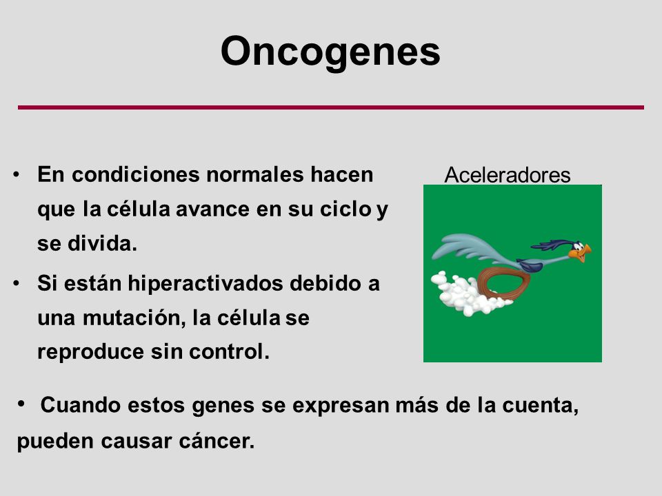 Oncogenes Cuando estos genes se expresan más de la cuenta,
