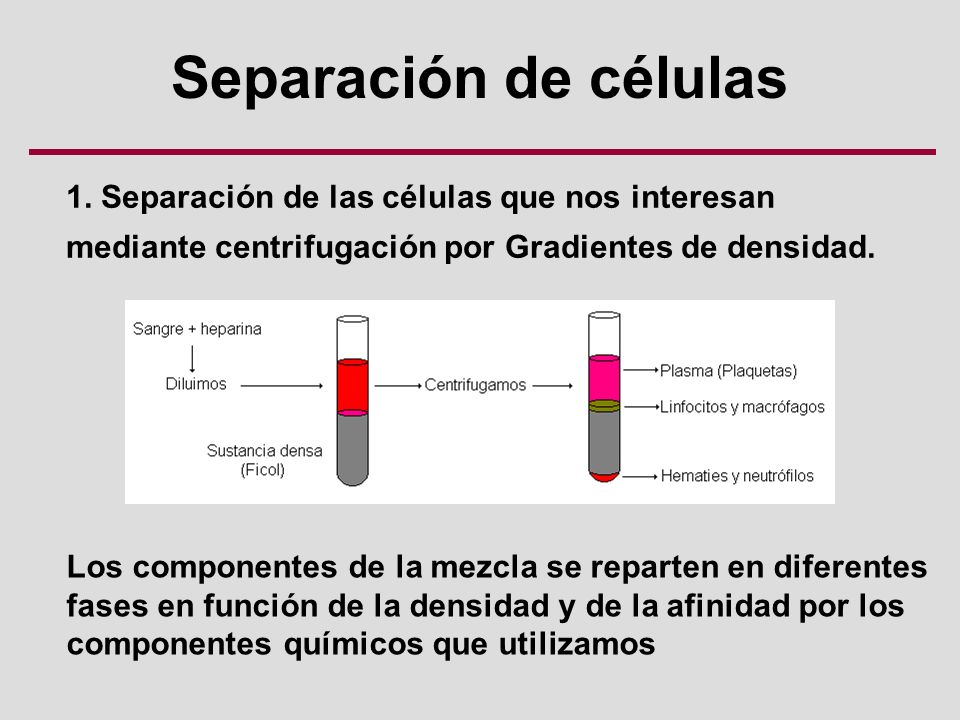 Separación de células 1. Separación de las células que nos interesan mediante centrifugación por Gradientes de densidad.
