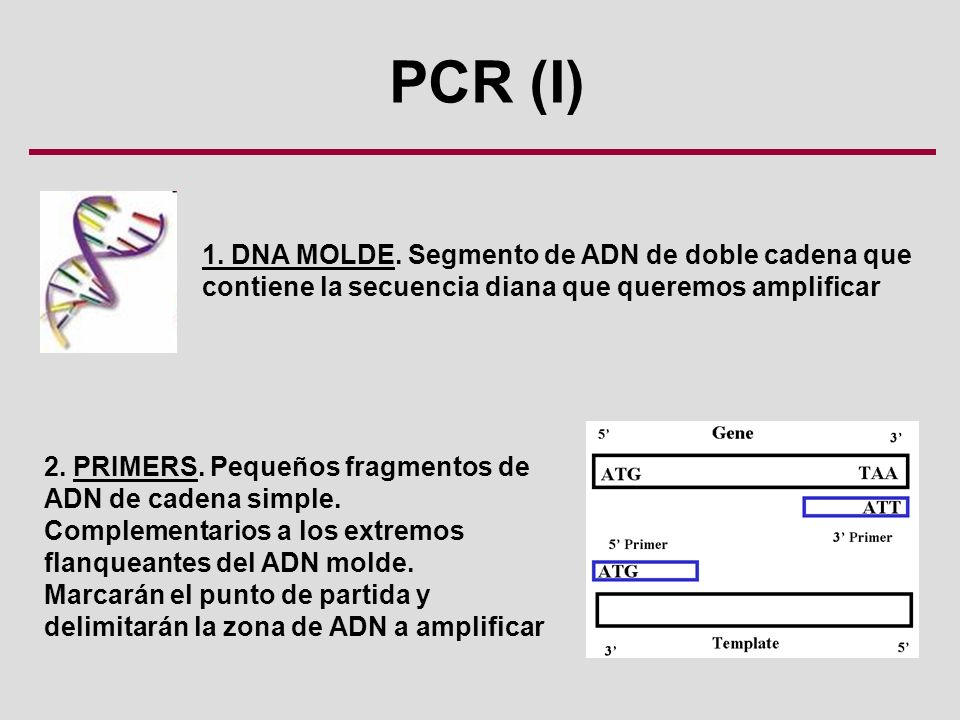 PCR (I) 1. DNA MOLDE. Segmento de ADN de doble cadena que