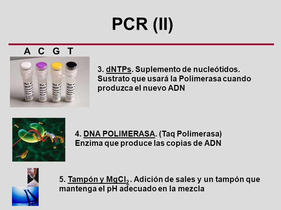 PCR (II) A C G T 3. dNTPs. Suplemento de nucleótidos.