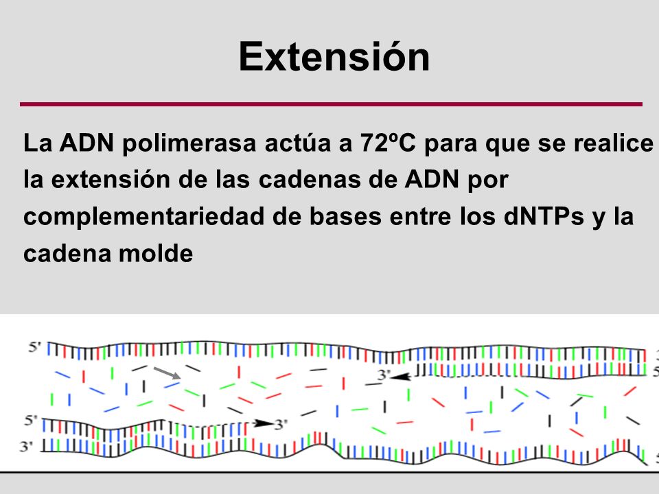 Extensión La ADN polimerasa actúa a 72ºC para que se realice