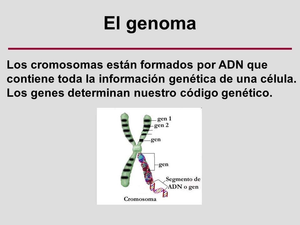 El genoma Los cromosomas están formados por ADN que