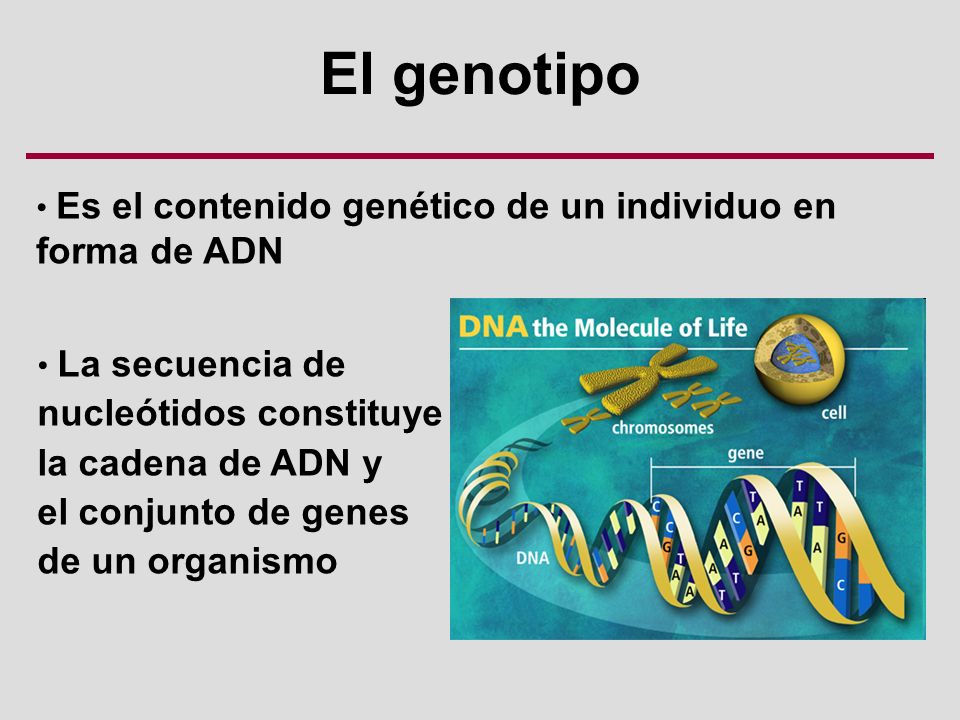 El genotipo nucleótidos constituye la cadena de ADN y