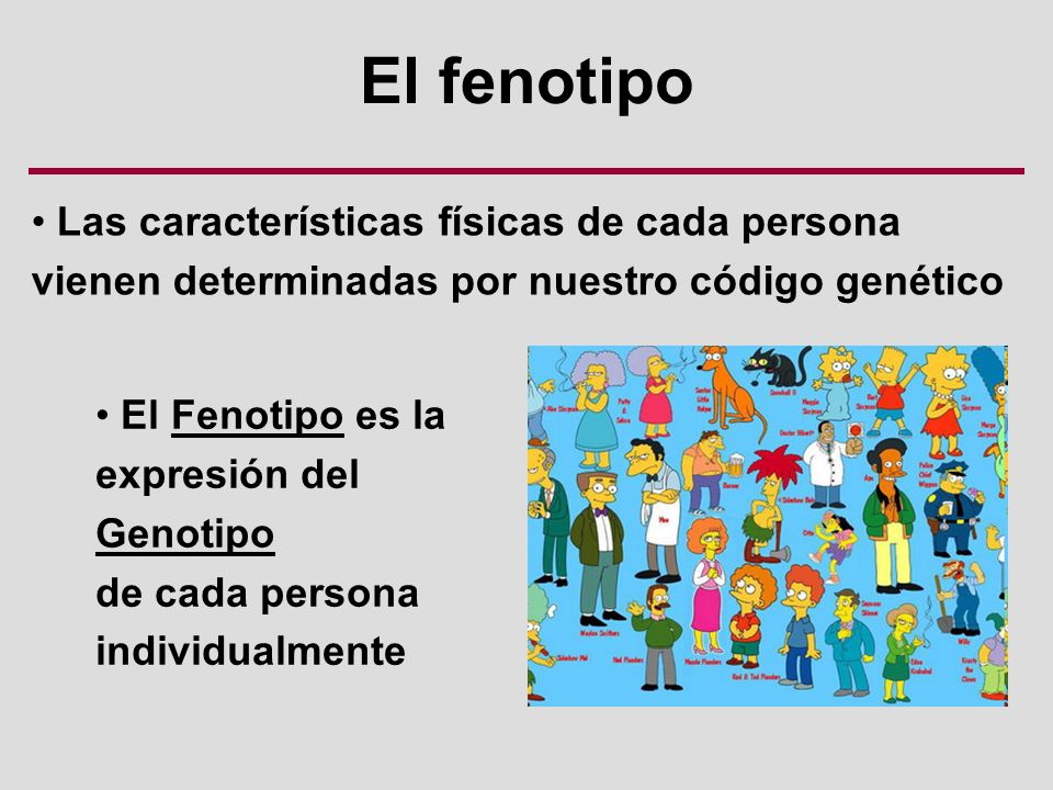 El fenotipo Las características físicas de cada persona