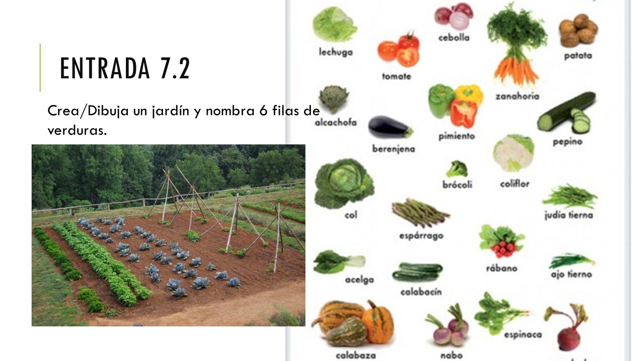 Entrada 7.2 Crea/Dibuja un jardín y nombra 6 filas de verduras.