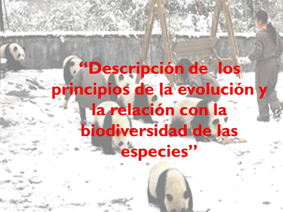 Descripción de los principios de la evolución y la relación con la biodiversidad de las especies