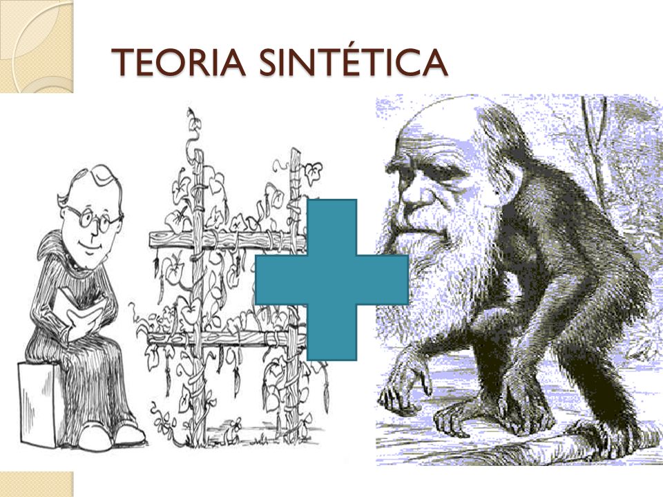 TEORIA SINTÉTICA