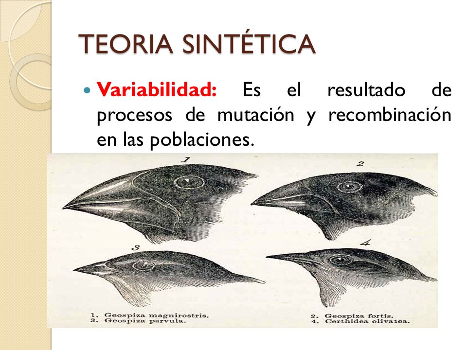TEORIA SINTÉTICA Variabilidad: Es el resultado de procesos de mutación y recombinación en las poblaciones.