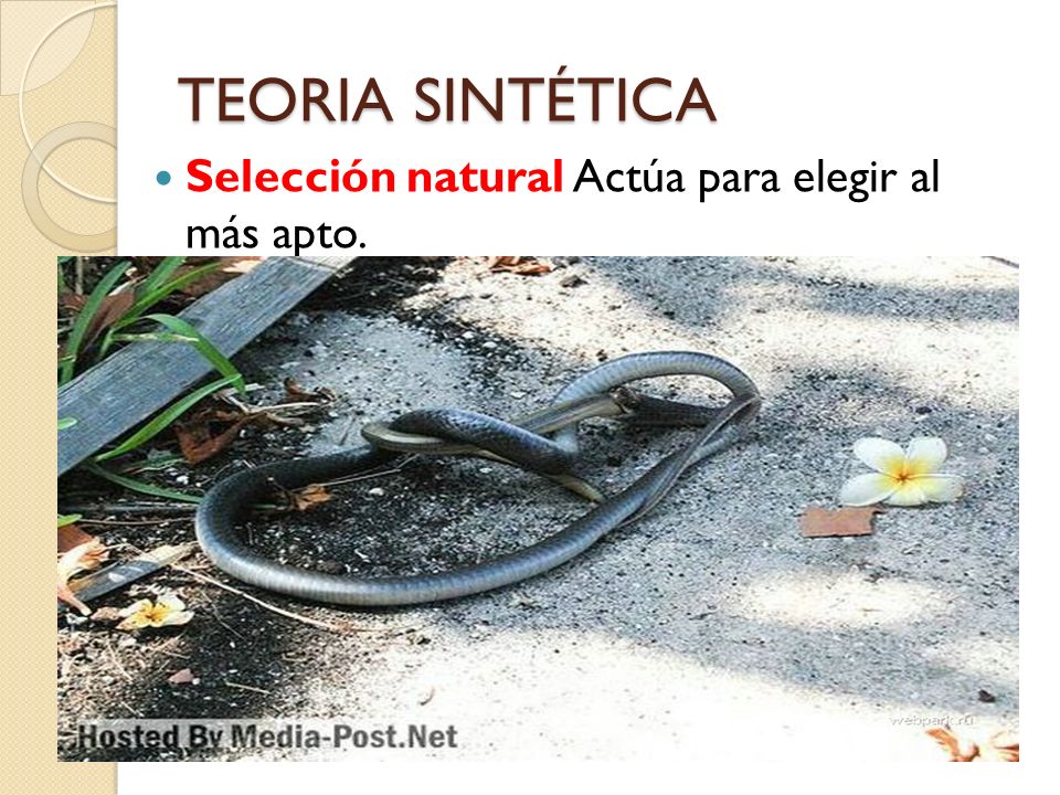 TEORIA SINTÉTICA Selección natural Actúa para elegir al más apto.
