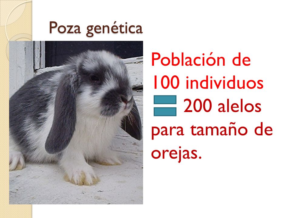 Población de 100 individuos 200 alelos para tamaño de orejas.