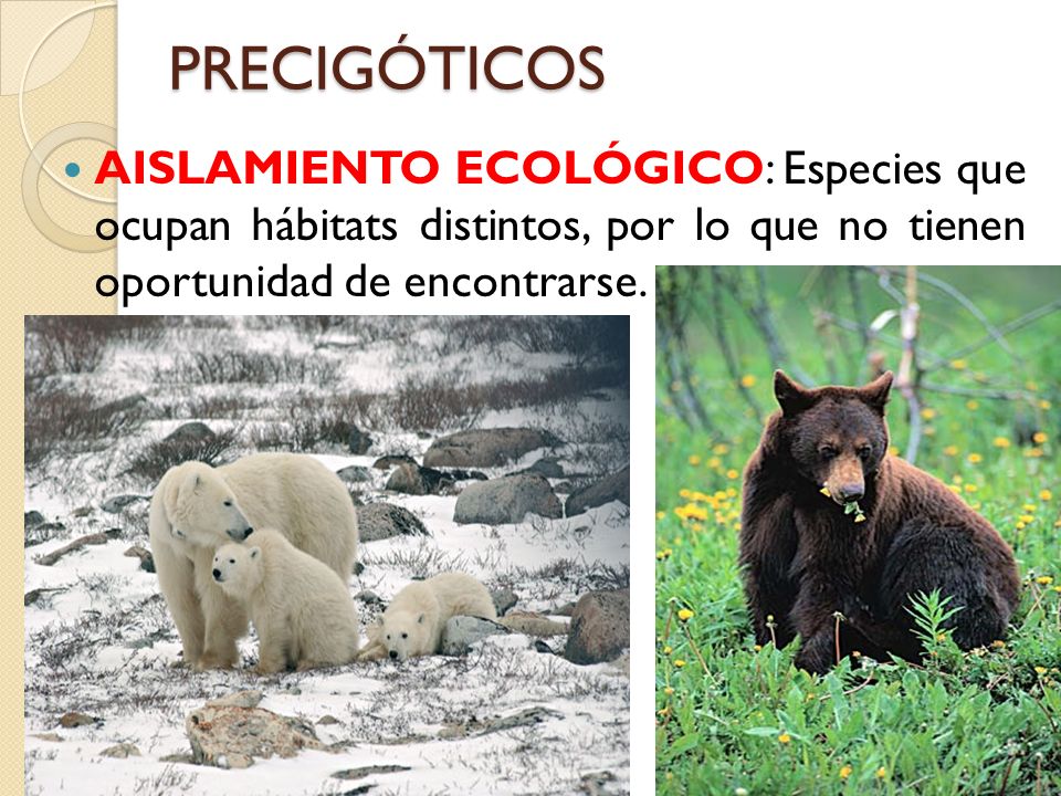 PRECIGÓTICOS AISLAMIENTO ECOLÓGICO: Especies que ocupan hábitats distintos, por lo que no tienen oportunidad de encontrarse.