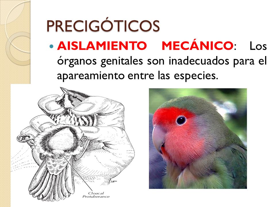 PRECIGÓTICOS AISLAMIENTO MECÁNICO: Los órganos genitales son inadecuados para el apareamiento entre las especies.