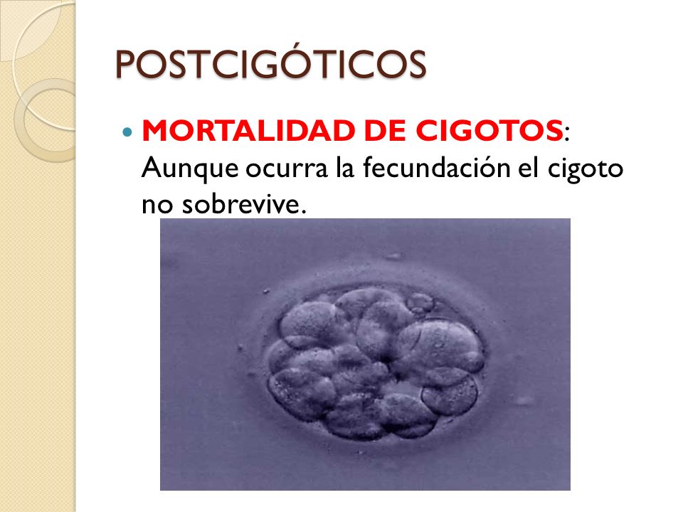 POSTCIGÓTICOS MORTALIDAD DE CIGOTOS: Aunque ocurra la fecundación el cigoto no sobrevive.