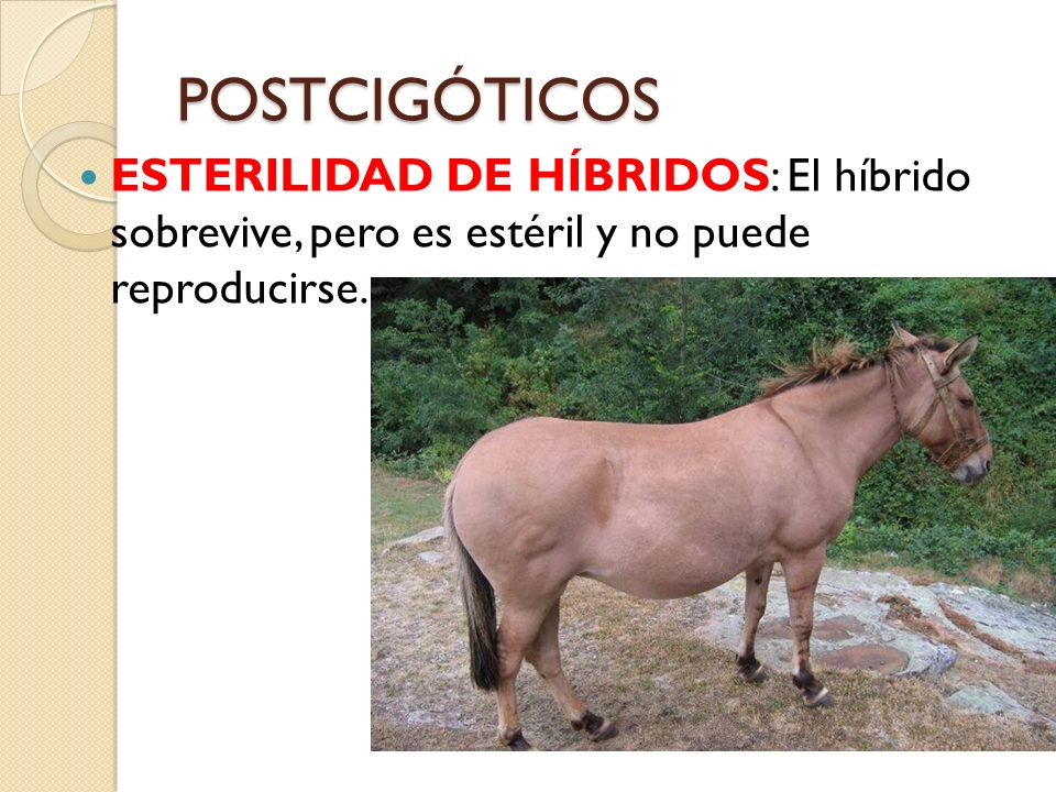 POSTCIGÓTICOS ESTERILIDAD DE HÍBRIDOS: El híbrido sobrevive, pero es estéril y no puede reproducirse.